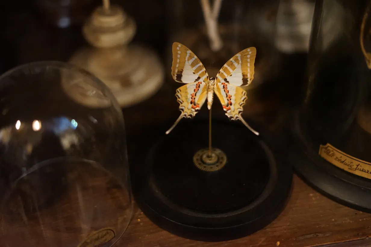 La Taverne De Platon Cabinet De Curiosites Aix En Provence Galerie 1