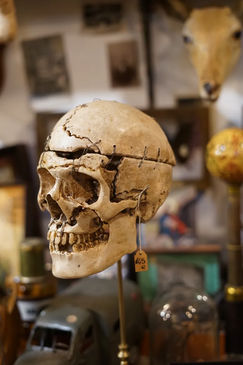 La Taverne De Platon Cabinet De Curiosites Aix En Provence Galerie 3