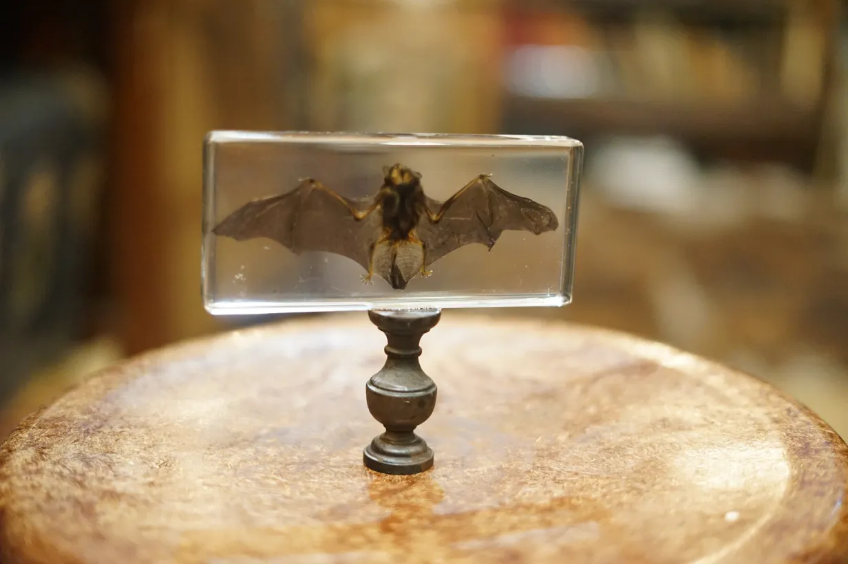 La Taverne De Platon Cabinet De Curiosites Aix En Provence Galerie 8