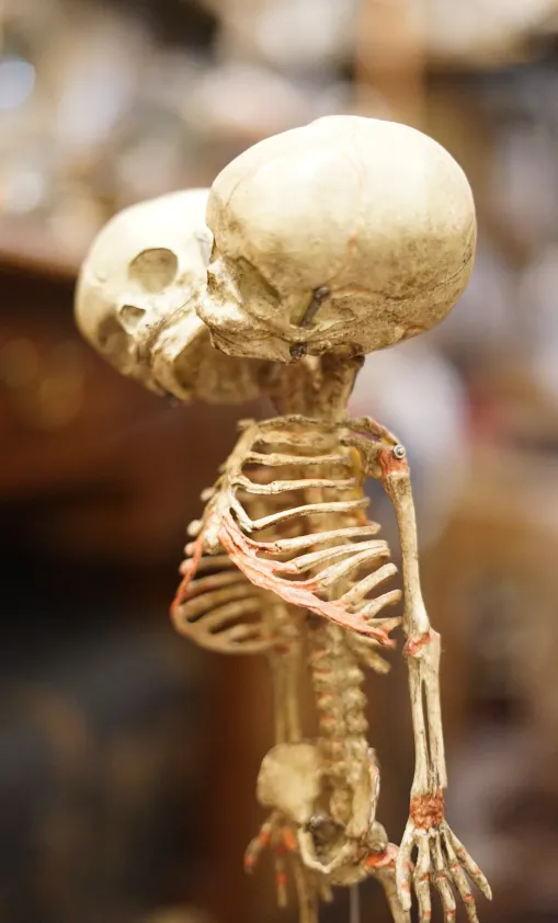 La Taverne De Platon Cabinet De Curiosites Aix En Provence Slide 1