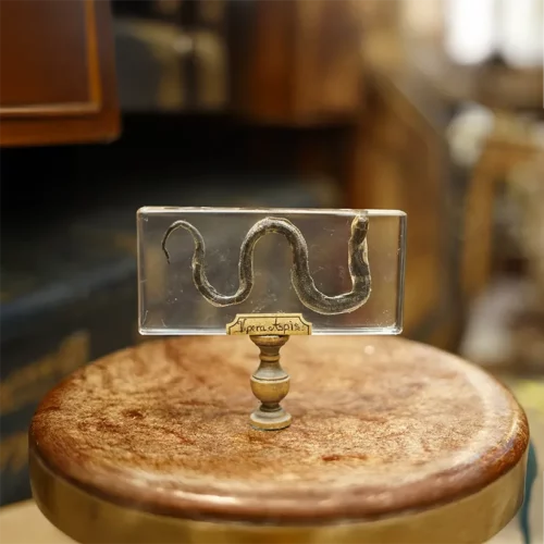 La Taverne De Platon Cabinet De Curiosites Aix En Provence 01 Aspic Resine