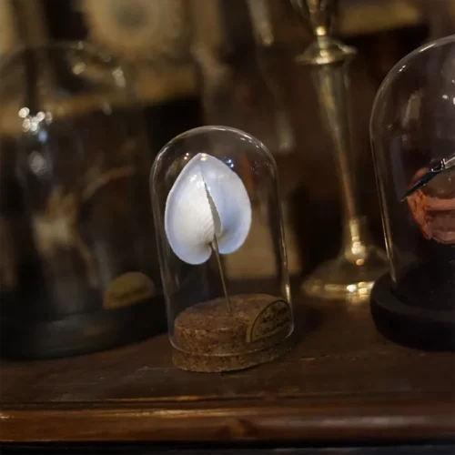 La Taverne De Platon Cabinet De Curiosites Aix En Provence 01 Coquillage Corlium