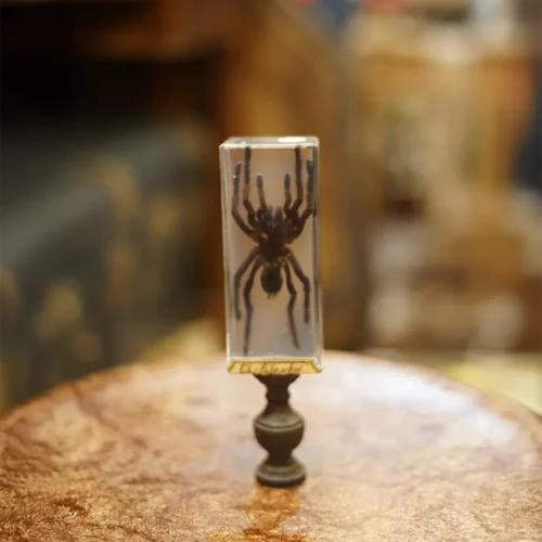 La Taverne De Platon Cabinet De Curiosites Aix En Provence 01 Mygale Resine 2