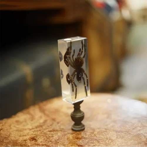 La Taverne De Platon Cabinet De Curiosites Aix En Provence 01 Mygale Resine