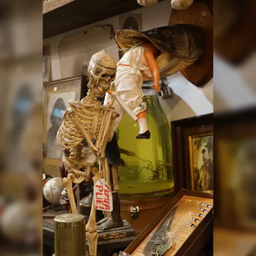 La Taverne De Platon Cabinet De Curiosites Aix En Provence 01 Squelette Labo Resine