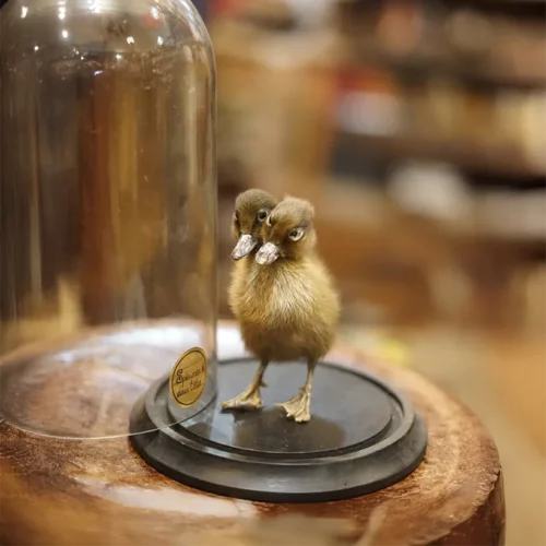 La Taverne De Platon Cabinet De Curiosites Aix En Provence 02 Canard A Deux Tetes 2