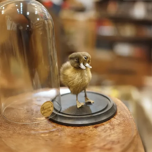 La Taverne De Platon Cabinet De Curiosites Aix En Provence 02 Canard A Deux Tetes