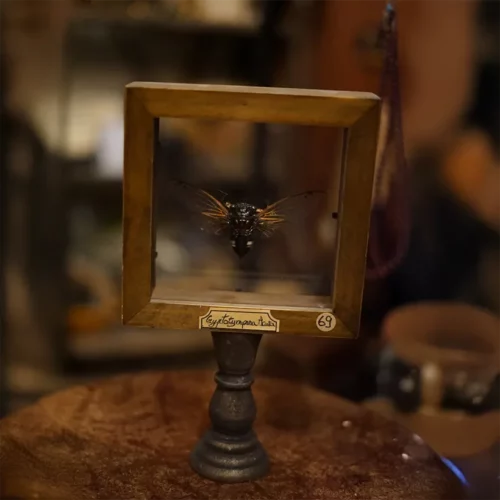 La Taverne De Platon Cabinet De Curiosites Aix En Provence 02 Cigale 2