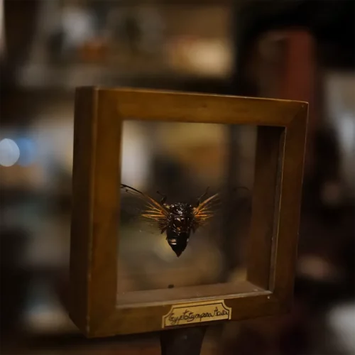 La Taverne De Platon Cabinet De Curiosites Aix En Provence 02 Cigale