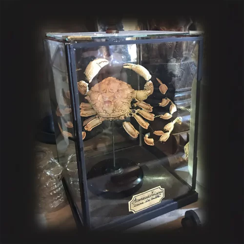 La Taverne De Platon Cabinet De Curiosites Aix En Provence 02 Crabe Eclate