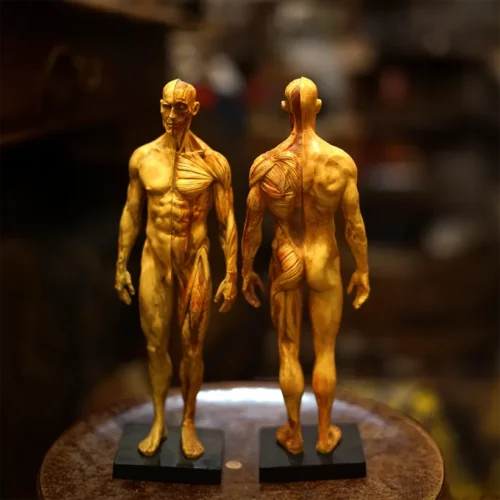 La Taverne De Platon Cabinet De Curiosites Aix En Provence 02 Ecorche Resine