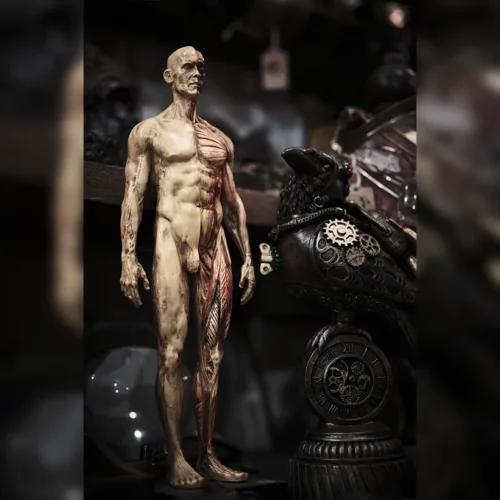 La Taverne De Platon Cabinet De Curiosites Aix En Provence 02 Ecorche Resine3