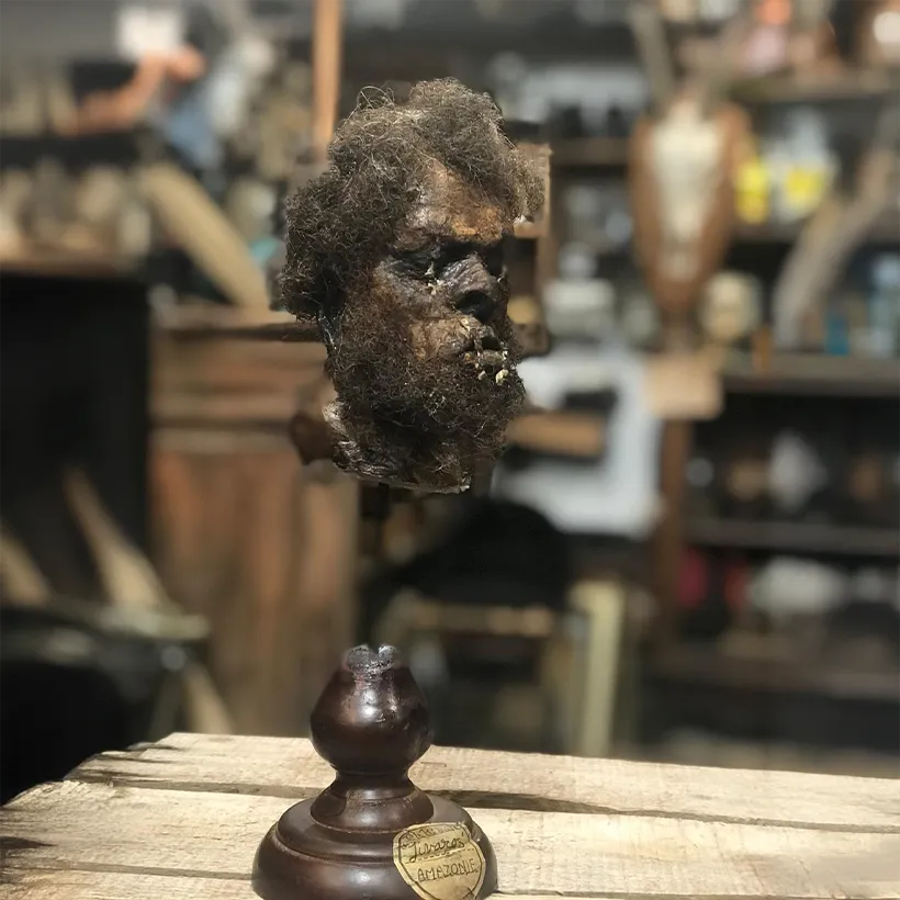 La Taverne De Platon Cabinet De Curiosites Aix En Provence 02 Tete Reduite Indien Jivaro 2 1