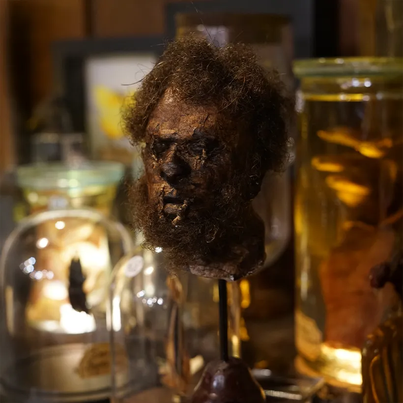 La Taverne De Platon Cabinet De Curiosites Aix En Provence 02 Tete Reduite Indien Jivaro 2 2