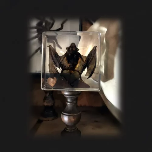 La Taverne De Platon Cabinet De Curiosites Aix En Provence 03 Chauve Souris Resine Carre