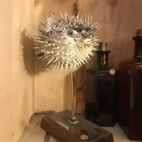 La Taverne De Platon Cabinet De Curiosites Aix En Provence 03 Diodon. Poisson Globe