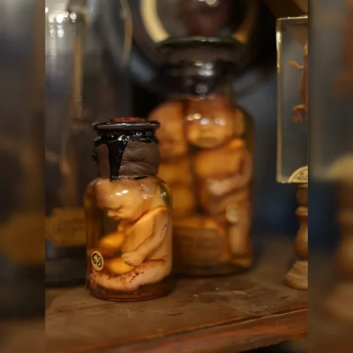 La Taverne De Platon Cabinet De Curiosites Aix En Provence 03 Foetus Petit Silicone