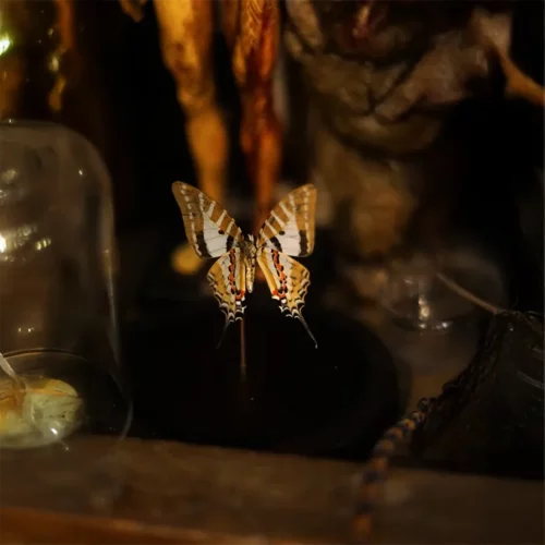 La Taverne De Platon Cabinet De Curiosites Aix En Provence 03 Papillon Graphium Agettes