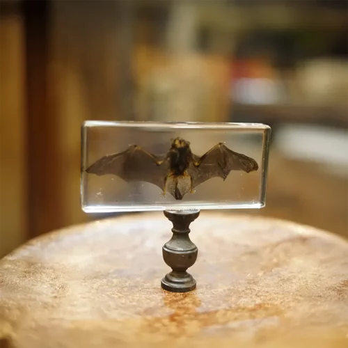 La Taverne De Platon Cabinet De Curiosites Aix En Provence 04 Chauve Souris Resine Grand