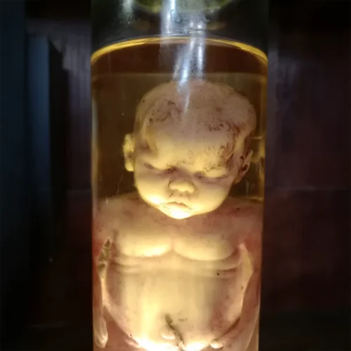 La Taverne De Platon Cabinet De Curiosites Aix En Provence 04 Foetus Grand Silicone