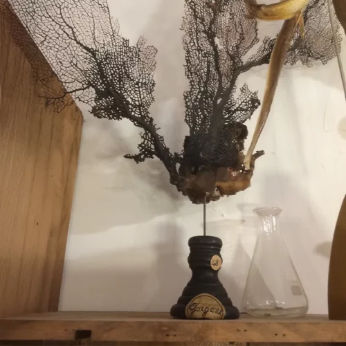 La Taverne De Platon Cabinet De Curiosites Aix En Provence 04 Gorgone