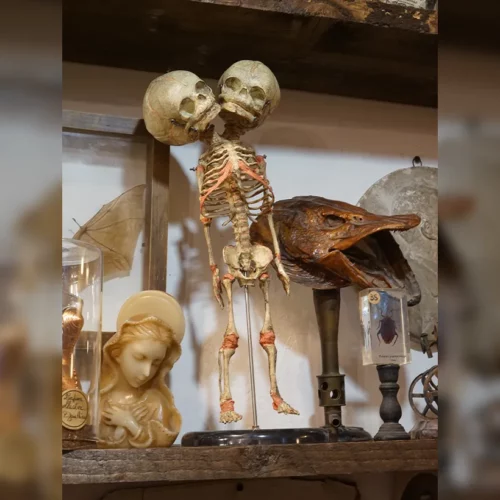 La Taverne De Platon Cabinet De Curiosites Aix En Provence 04 Squelette Siamois Formol