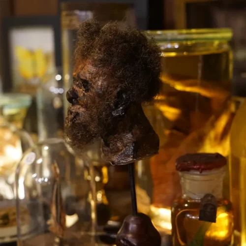 La Taverne De Platon Cabinet De Curiosites Aix En Provence 04 Tete Reduite Jivcaros 3 2