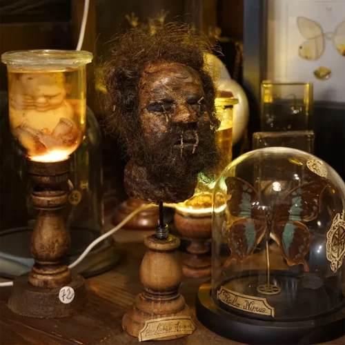 La Taverne De Platon Cabinet De Curiosites Aix En Provence 04 Tete Reduite Jivcaros 3