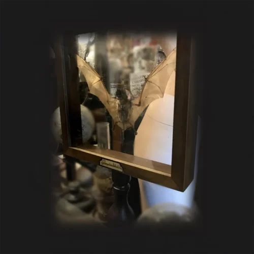 La Taverne De Platon Cabinet De Curiosites Aix En Provence 05 Chauve Souris Cadre