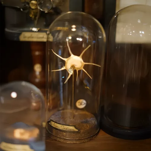 La Taverne De Platon Cabinet De Curiosites Aix En Provence 05 Guildfordia