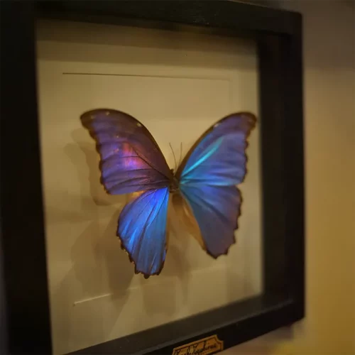 La Taverne De Platon Cabinet De Curiosites Aix En Provence 05 Papillon Morpho Menelaus 2