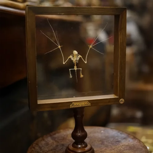 La Taverne De Platon Cabinet De Curiosites Aix En Provence 05 Squelette Chauve Souris Cadre 2