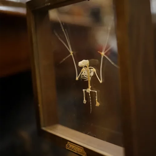 La Taverne De Platon Cabinet De Curiosites Aix En Provence 05 Squelette Chauve Souris Cadre