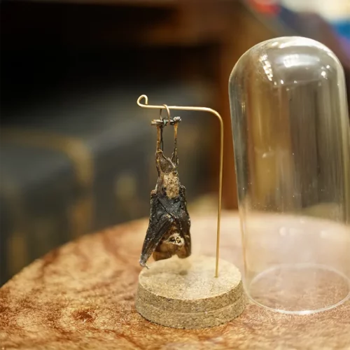 La Taverne De Platon Cabinet De Curiosites Aix En Provence 06 Chauve Souris Suspendue Petit 2