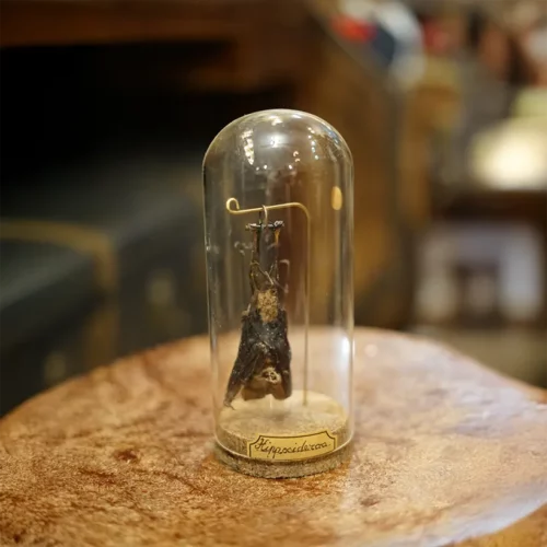 La Taverne De Platon Cabinet De Curiosites Aix En Provence 06 Chauve Souris Suspendue Petit