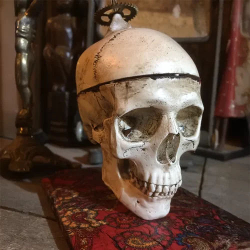 La Taverne De Platon Cabinet De Curiosites Aix En Provence 06 Crane Boite A Bijoux 2