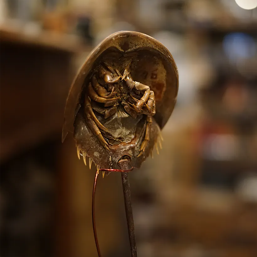 La Taverne De Platon Cabinet De Curiosites Aix En Provence 06 Limule 1