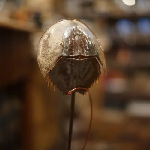 La Taverne De Platon Cabinet De Curiosites Aix En Provence 06 Limule 2