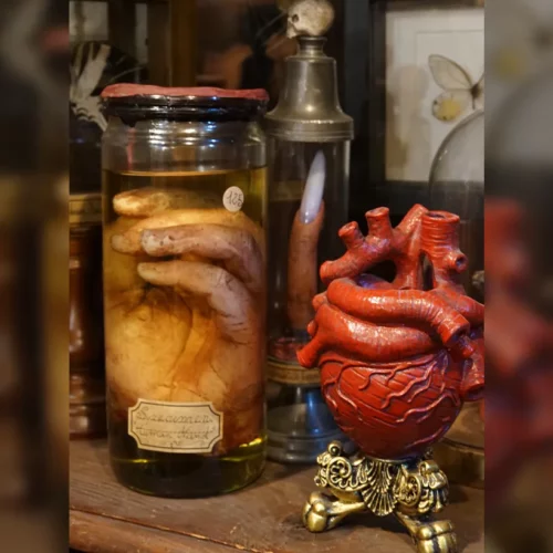 La Taverne De Platon Cabinet De Curiosites Aix En Provence 06 Main Silicone3