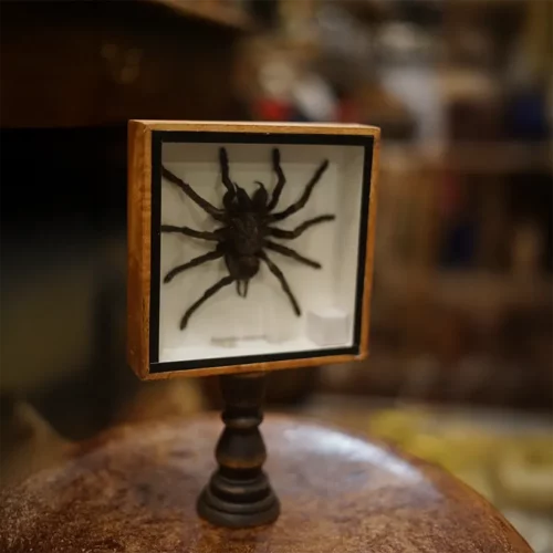 La Taverne De Platon Cabinet De Curiosites Aix En Provence 06 Mygale Cadre