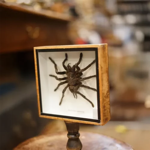 La Taverne De Platon Cabinet De Curiosites Aix En Provence 06 Mygale Cadre2