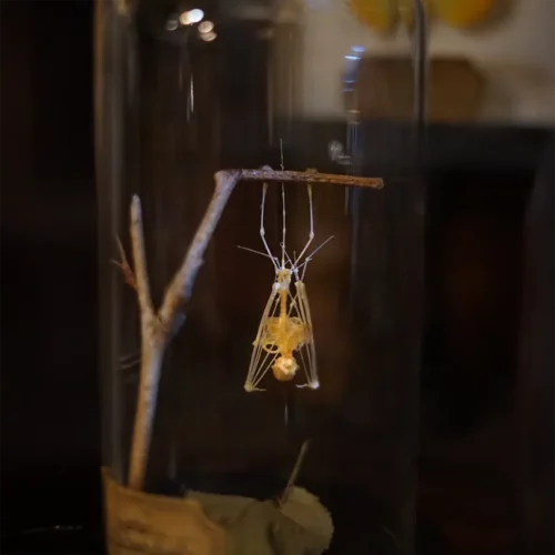 La Taverne De Platon Cabinet De Curiosites Aix En Provence 06 Squelette Chauve Souris Suspendue