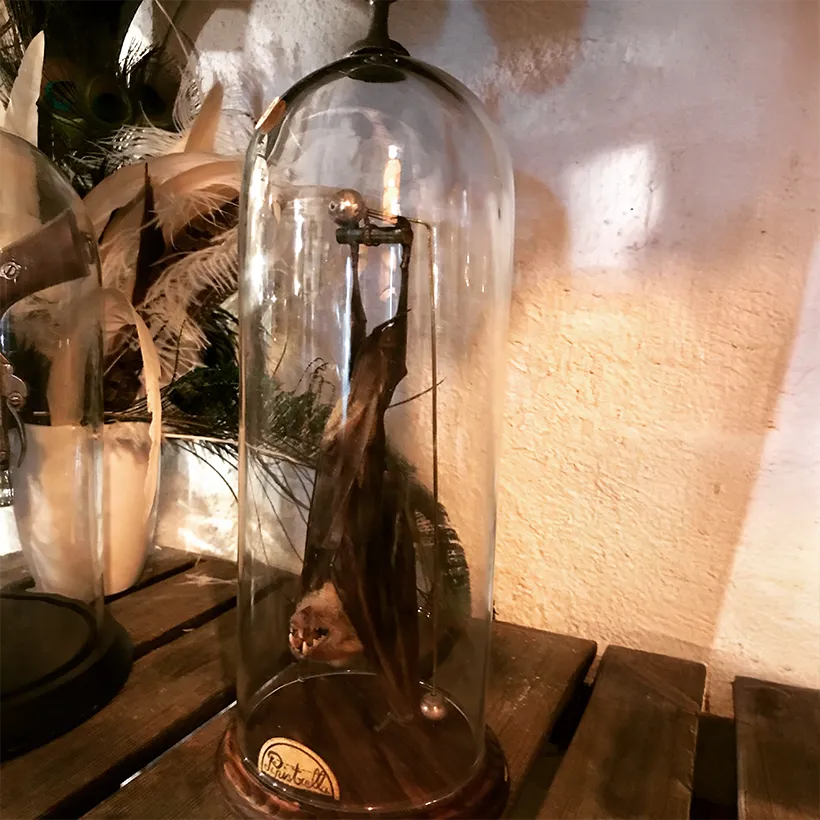 La Taverne De Platon Cabinet De Curiosites Aix En Provence 07 Chauve Souris Suspendue Grand