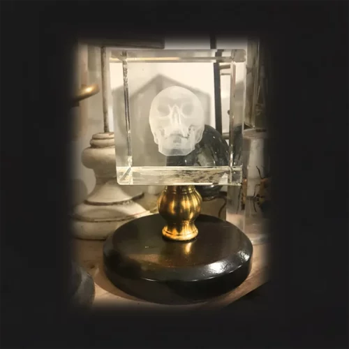 La Taverne De Platon Cabinet De Curiosites Aix En Provence 07 Crane 4d Cristal