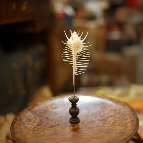 La Taverne De Platon Cabinet De Curiosites Aix En Provence 07 Murex