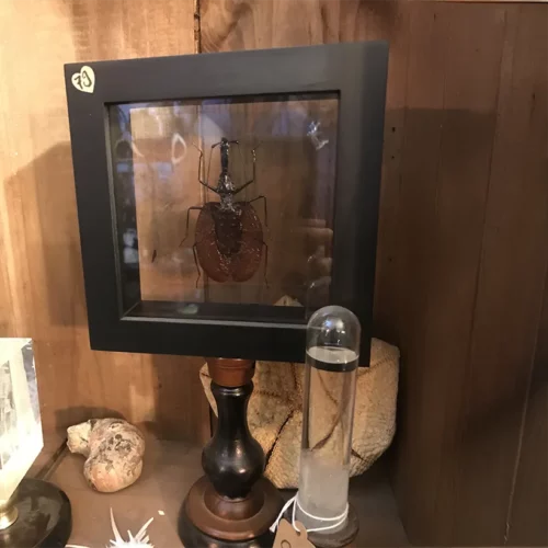 La Taverne De Platon Cabinet De Curiosites Aix En Provence 07 Scarabee Violon