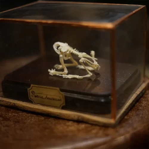 La Taverne De Platon Cabinet De Curiosites Aix En Provence 07 Squelette Grenouille 2