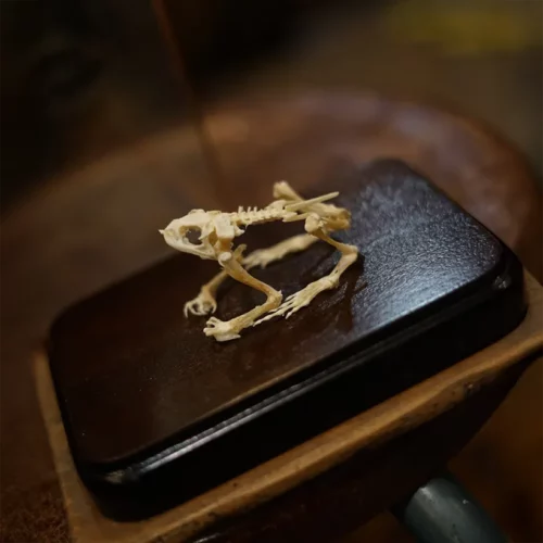 La Taverne De Platon Cabinet De Curiosites Aix En Provence 07 Squelette Grenouille