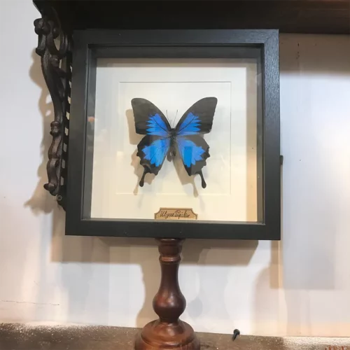 La Taverne De Platon Cabinet De Curiosites Aix En Provence 08 Papillon Ulysse