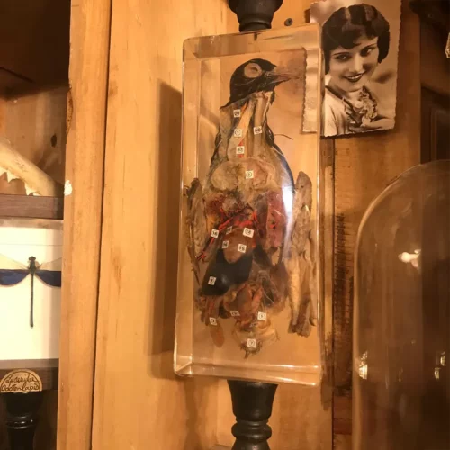 La Taverne De Platon Cabinet De Curiosites Aix En Provence 08 Pigeon Resine